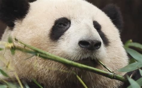 好消息是花花对没脖子免疫了，坏消息是 熊猫果赖 熊猫果赖 哔哩哔哩视频