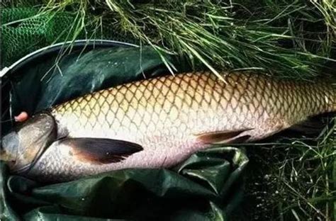 釣魚經驗丨夏季浮釣大草魚，打窩大小需注意 每日頭條