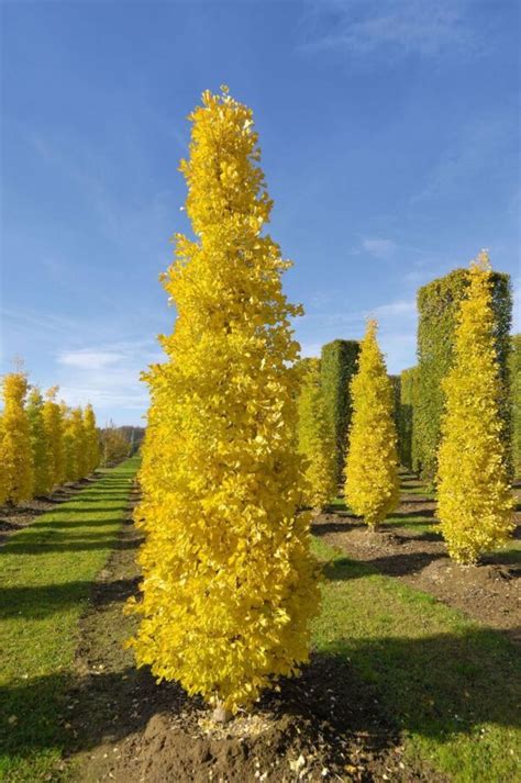 Ginkgo Biloba Goldspire Un Arbre Pour Mon Quartier