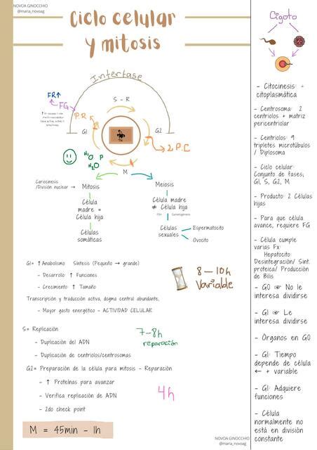 Ciclo Celular Y Mitosis Maria Fernanda Udocz