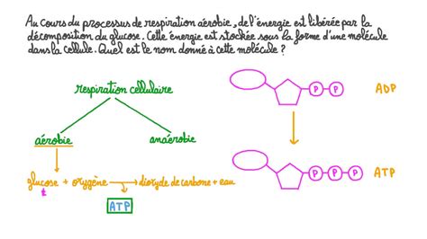 Vidéo question Identifier la molécule de stockage dénergie dans la