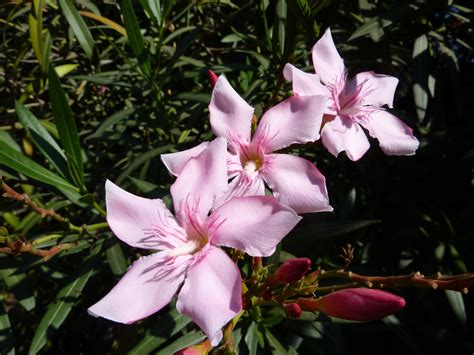 Free Images Blossom Stem Leaf Petal Bloom Floral Environment