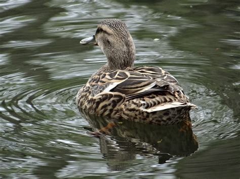 2560x1440 Wallpaper Brown And Black Duck Peakpx