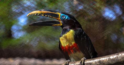 Arasari hnedosluchý | ZOO Bratislava