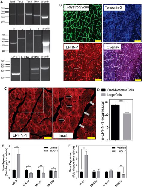 Frontiers Skeletal Muscle Metabolism And Contraction Performance