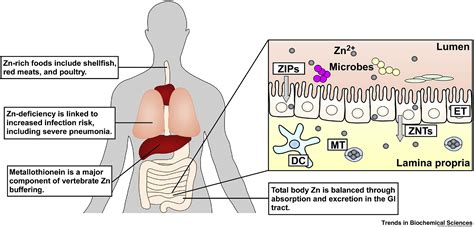 Nutrient Zinc At The Host Pathogen Interface Trends In Biochemical Sciences