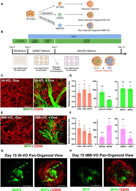 Programmatic Introduction Of Parenchymal Cell Types Into Blood Vessel