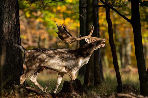 Regulamin Konkursu Fotograficznego Natura Okiem Obiektywu R