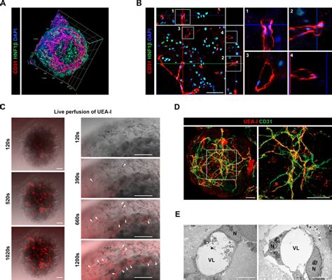 Characterization Of Luminal Vasculature In Mlo Daptd3 A