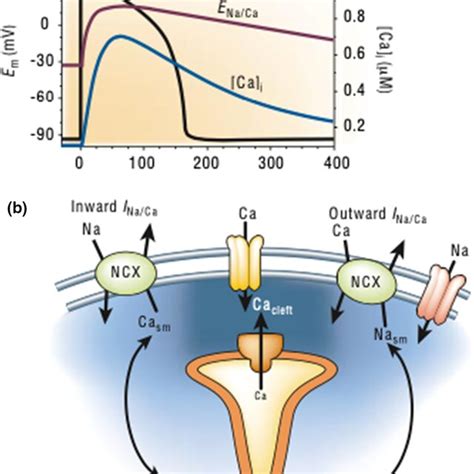 Sodiumcalcium Exchanger During An Action Potential A Calcium