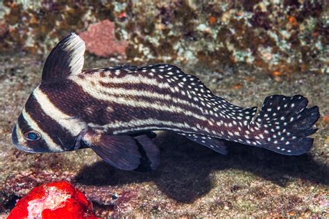 Spotted Drum Equetus Punctatus En Spotted Drum Fr Flickr