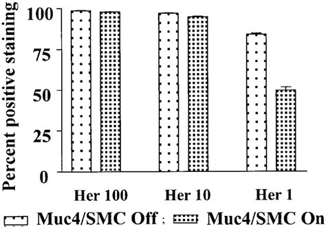 Effect Of Muc4 SMC Expression On ErbB2 Expression And Antibody