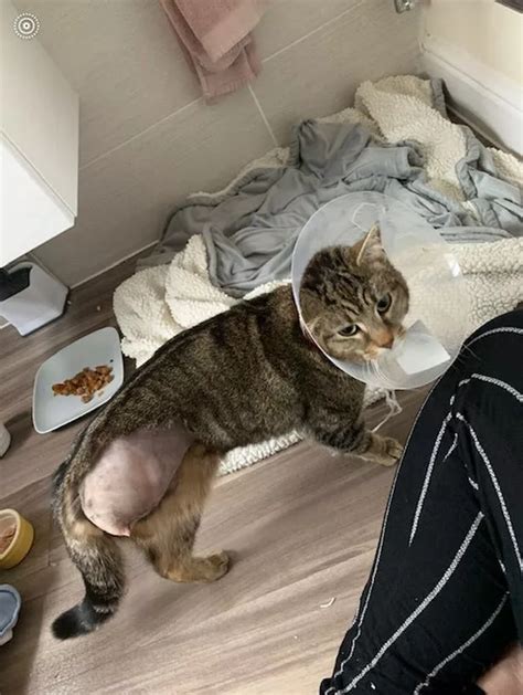 Tamworth Owners Devastation As Cats Leg Amputated After It Was Shot