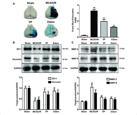 Effects Of Vp Treatment On Bbb Damage Caused By Mcaor Injury In