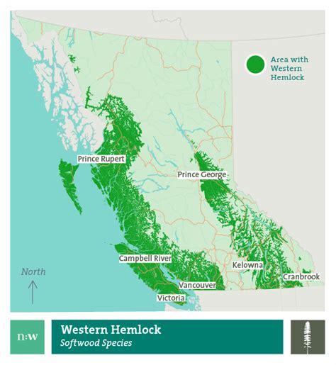 About Western Hemlock - Tree Identification, Properties & Uses ...