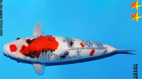 Showa Dainichi Koi Farm Toyota Nisai Geb 2022 63cm W R S KOI