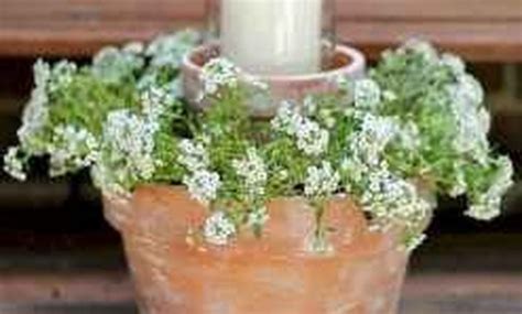 Beautiful Summer Container Garden Flower Ideas