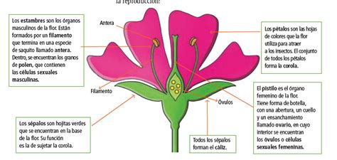 Partes de la flor para niños de primaria - Imagui