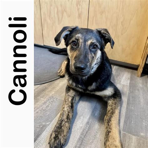 Cannoli Manitoba Mutts Dog Rescue