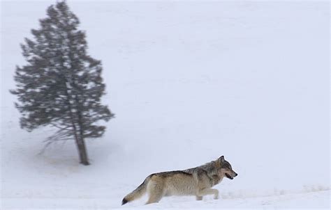 » Yellowstone Wildlife Tour