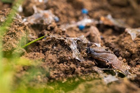 Slug Pellets Using Blue Slug Control Pellets In The Garden To Prevent