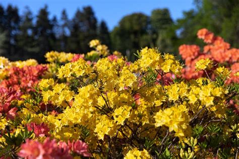 Yellow Flowers Of Azalea Stock Photo Image Of Luteum 183021506