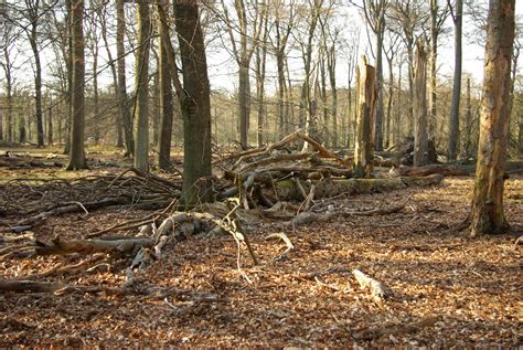 Bossen beheren als complexe adaptieve systemen - BOS+