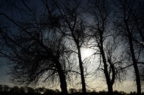 Bildet Tre Natur Skog Gren Vinter Lett Sky Svart Og Hvit