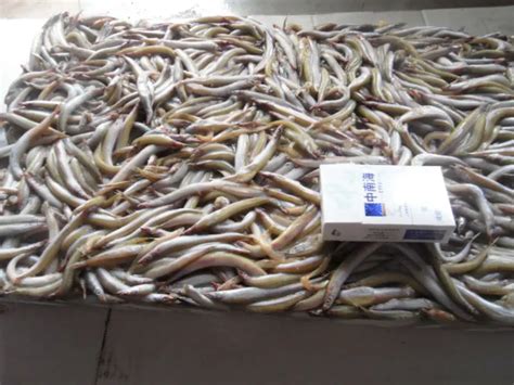 Frozen Sand Lance Fish For Feed - Buy Frozen Sand Lance Fish,Animal ...