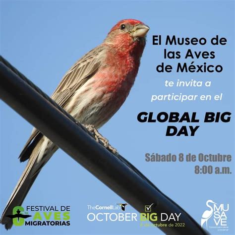 Invita MUSAVE A Eventos Por El Festival De Las Aves Migratorias 2022