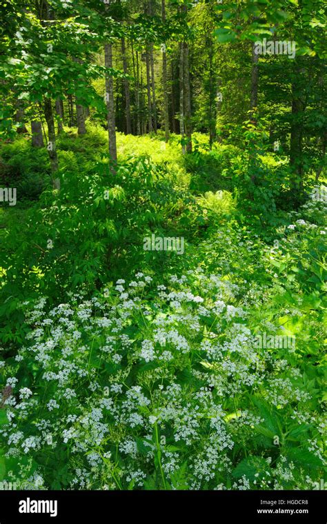 Mixed Forest In Appenzell Hi Res Stock Photography And Images Alamy