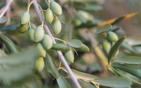 Ai Diagnoses Devastating Olive Tree Infection Scientific American