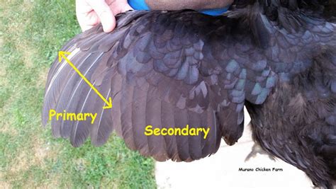 How To Trimming A Chickens Wing Feathers Super Easy Murano