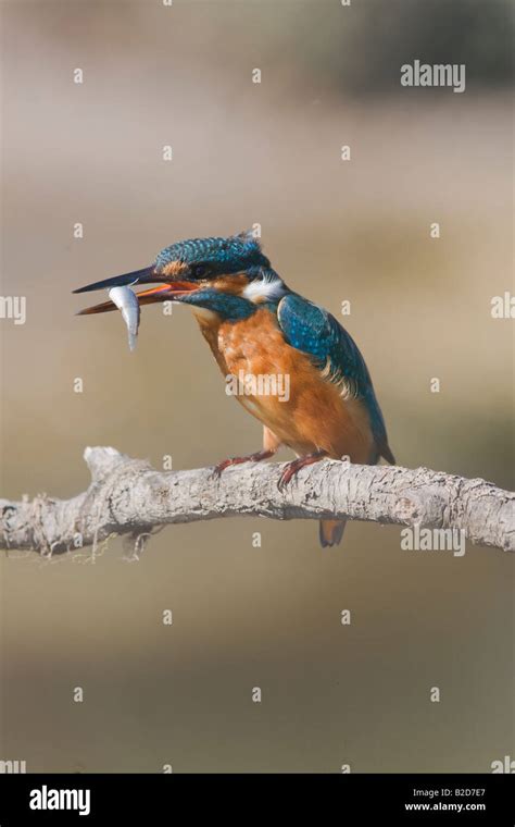 Kingfisher Alcedo Atthis With Prey Stock Photo Alamy