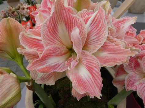 Amaryllis Hippeastrum Pretty Nymph In The Amaryllis Database