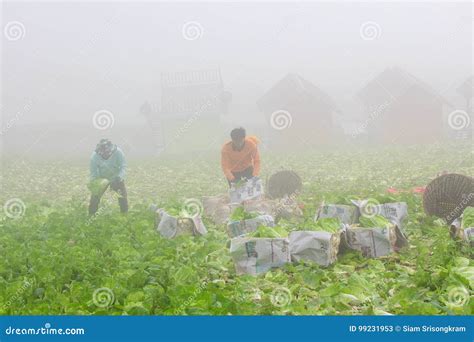 Harvesting Chinese Cabbage Editorial Stock Photo Image Of Farming