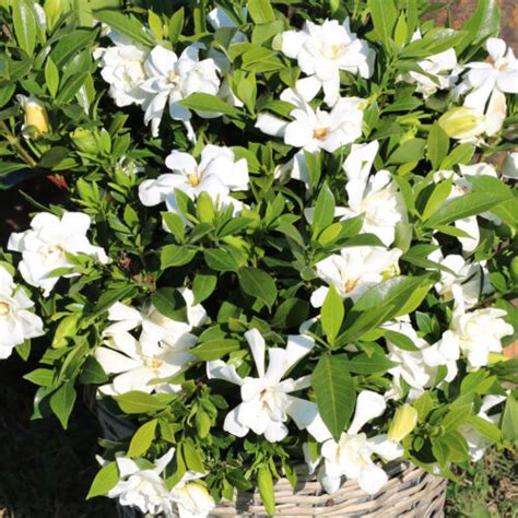 Gardenia Jasminoides Celestial Star Evergreen Hardy Flowering Outdoor