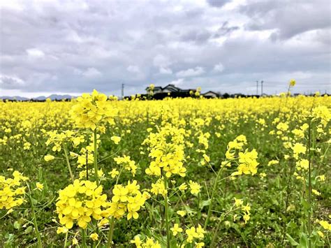 【今が見ごろ】出雲市斐川町「菜の花まつり」は今週末開催。見渡すかぎりの黄色いじゅうたんに癒されたい｜日刊lazudaラズダ 島根・鳥取