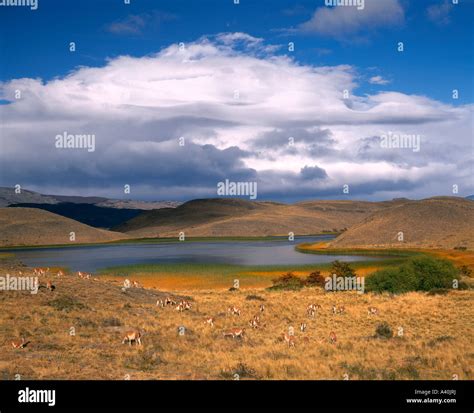 Lake and llamas Torres del Paine National Park Patagonia Chile Stock ...