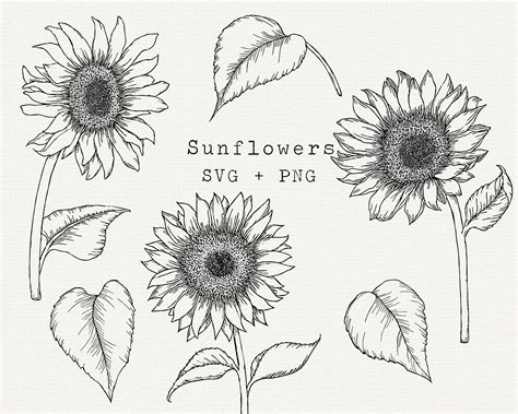 Sunflower Outline Vector