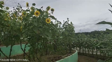 Tagum New City Hall YouTube