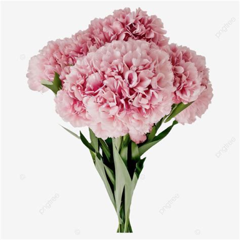 Mothers Day Pink Carnation Flowers Mother S Day Pink Carnation