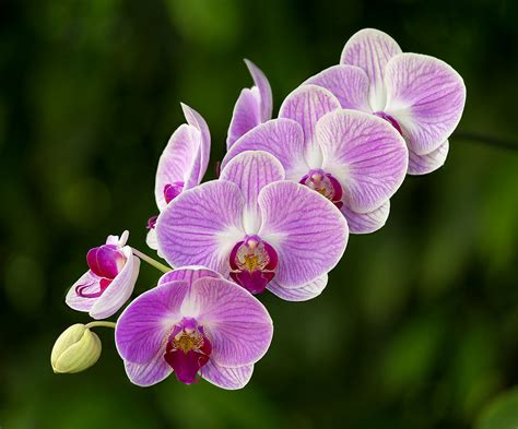 Phalaenopsis Orchids Fairchild Tropical Botanic Garden Flickr