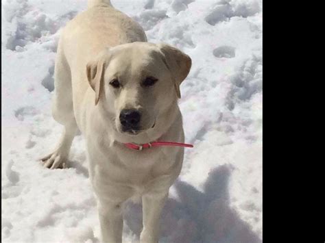 Southern Tails Labradors Puppies For Sale