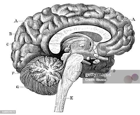 Vintage Brain Illustration Photos and Premium High Res Pictures - Getty ...