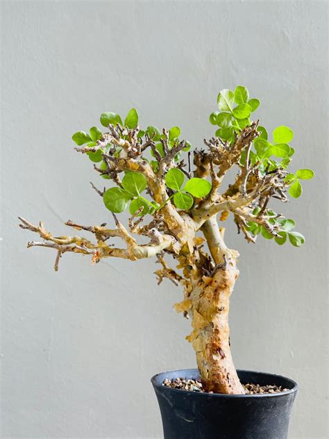 Commiphora Stocksiana Furniture Home Living Gardening Plants