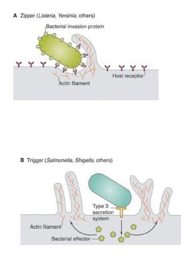 3 Pathogenesis Of Infections And Host Defense Flashcards Quizlet