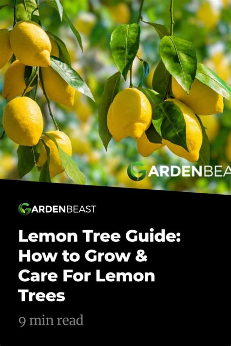 Lemon Tree Guide How To Grow And Care For Lemon Trees Lemon Plant