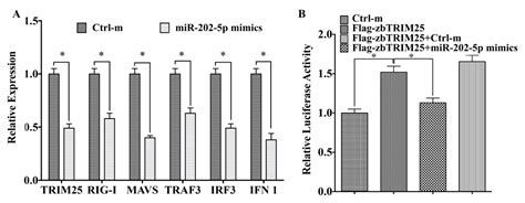 Viruses Free Full Text Mir 202 5p Inhibits Rig I Dependent Innate