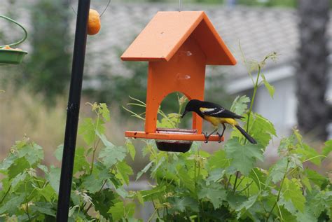 Fruit And Jelly Oriole Feeder Perch Birding Ts And Supplies